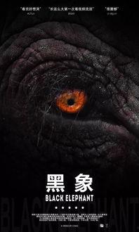 黑象视频,一场视觉与心理的震撼之旅