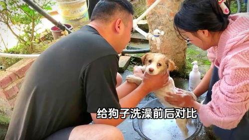 给狗狗洗澡视频,轻松掌握宠物清洁技巧