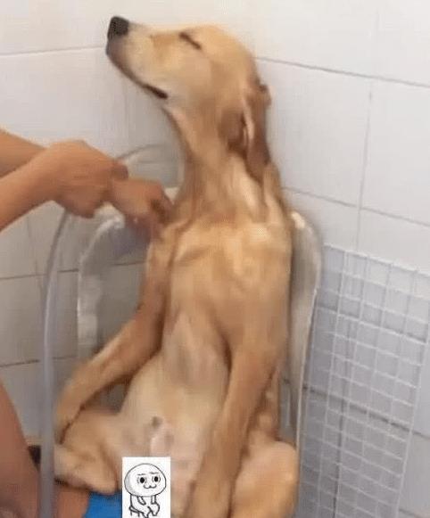 给狗狗洗澡视频,轻松掌握宠物清洁技巧