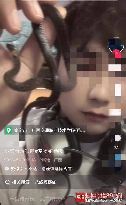 蛇排视频,揭秘蛇类生活习性及捕食技巧
