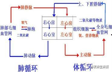 心脏的血液循环流程图视频,揭秘生命之源的奥秘