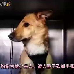 半狗人视频