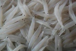 鱼粉加工视频,从捕捞到成品