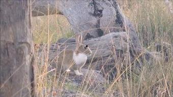 打猎视频全集野兔,野兔全猎记